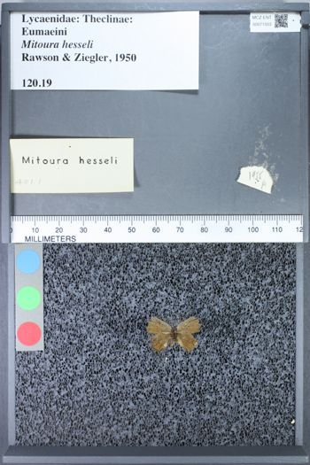 Media type: image;   Entomology 71503
